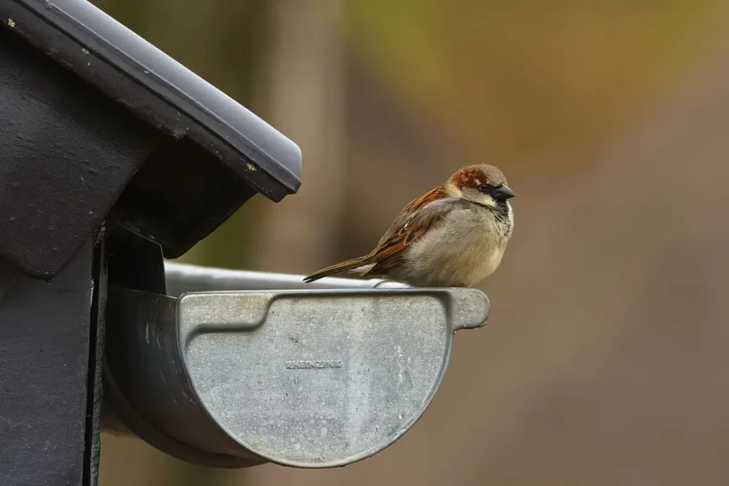Bird perched on a metal gutter outlet on a roof edge