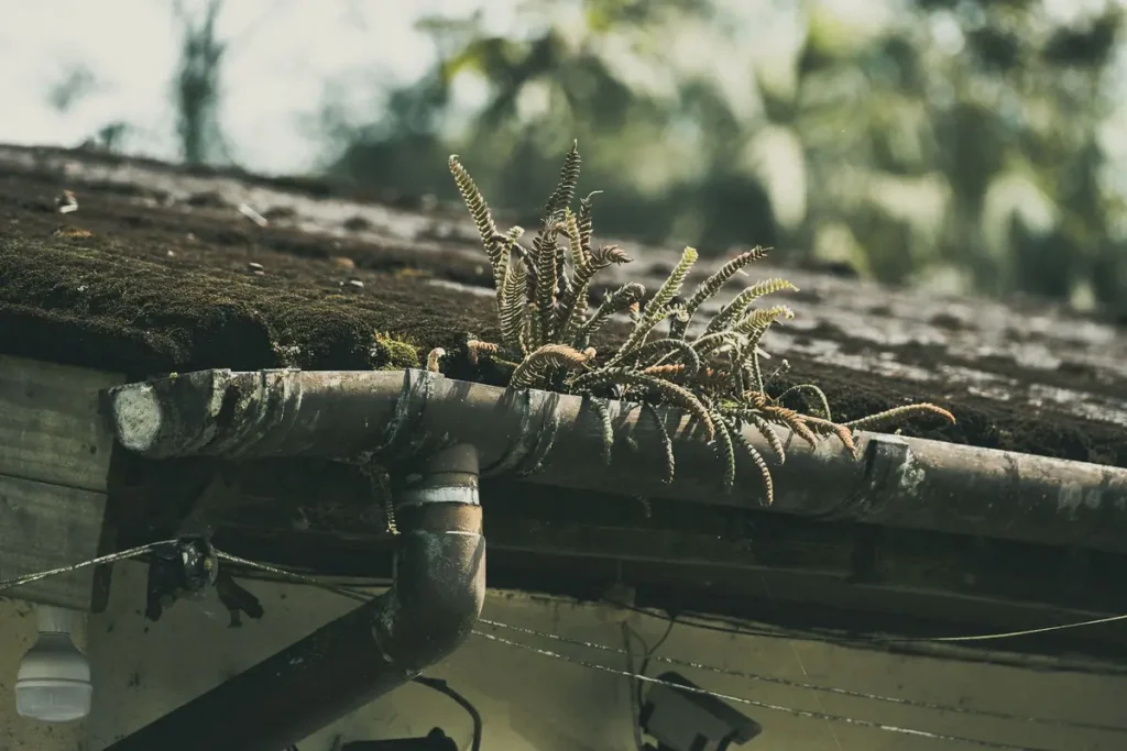 Moss and plants growing in a clogged gutter on an Olympia roof