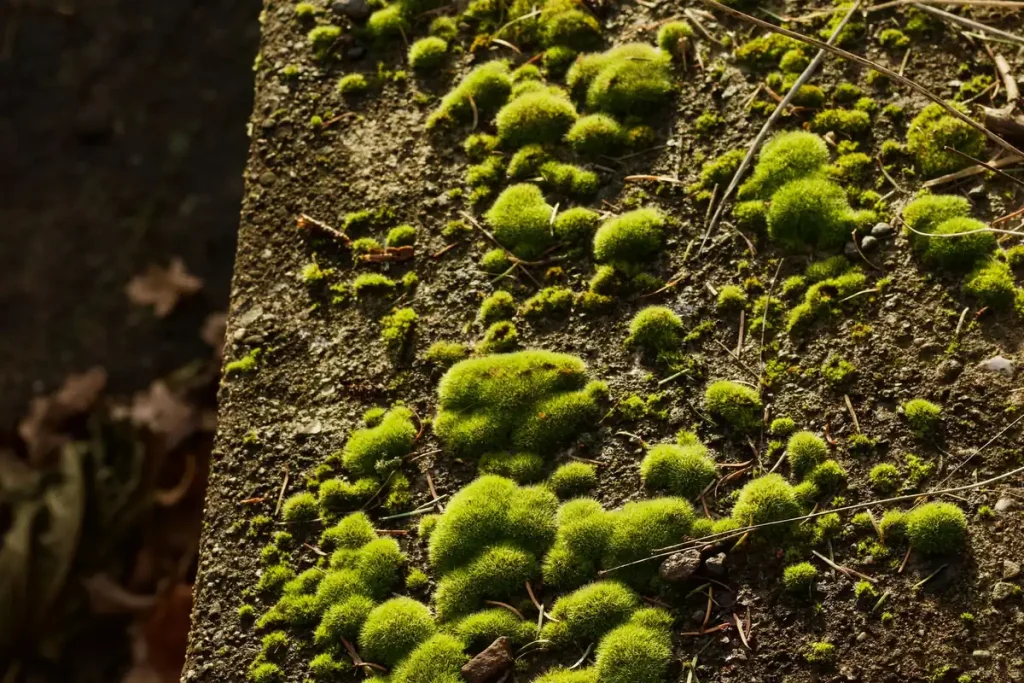 How to Get Rid of Moss on Your Roof in Olympia (Without Damaging It)