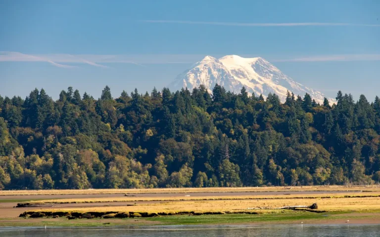 Mount Rainier over the Nisqually flats near Hawks Prairie, WA