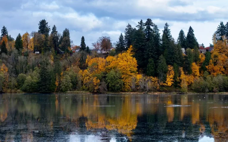 Evergreen and autumn trees reflected in a lake near Lacey, WA